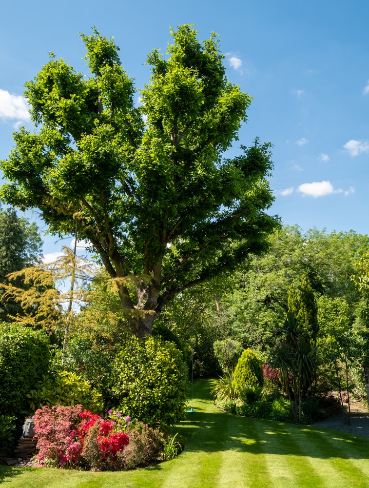 entretien espace vert Yannick Paysages.jpg